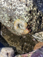 Thylacodes variabilis