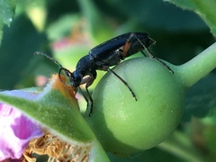 Grammoptera subargentata