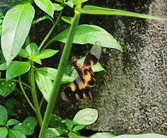 Rhyothemis variegata