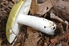 Russula ochroleucoides