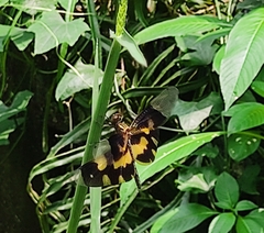 Rhyothemis variegata