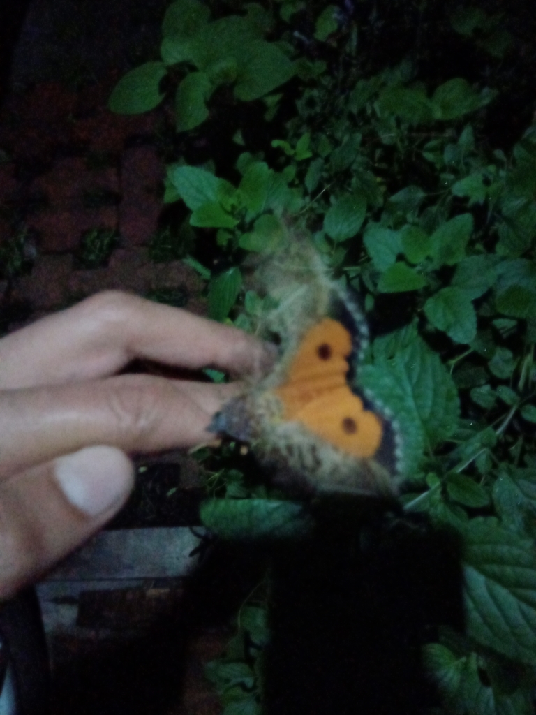 Adept Fruit-piercing Moth