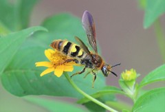 Xanthocampsomeris completa