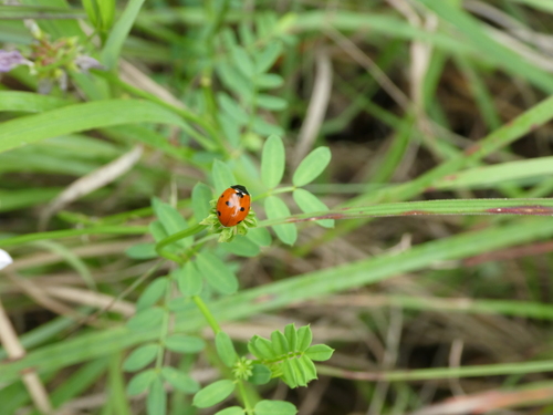 Seven-spotted Lady Beetle photographed in Wisconsin