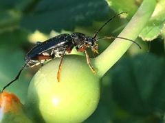 Grammoptera subargentata