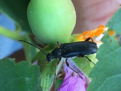 Grammoptera subargentata