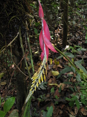 Aechmea contracta
