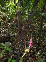 Aechmea contracta