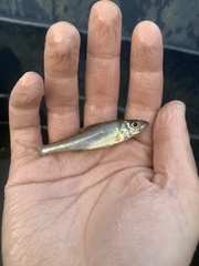 Percopsis omiscomaycus