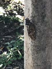 Graptopsaltria nigrofuscata