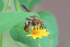 Xanthocampsomeris completa