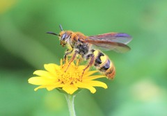 Xanthocampsomeris completa