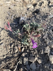 Penstemon purpusii