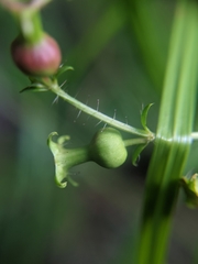 Rhexia parviflora