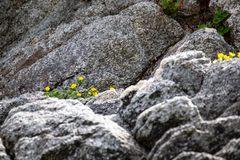 Potentilla × villosula