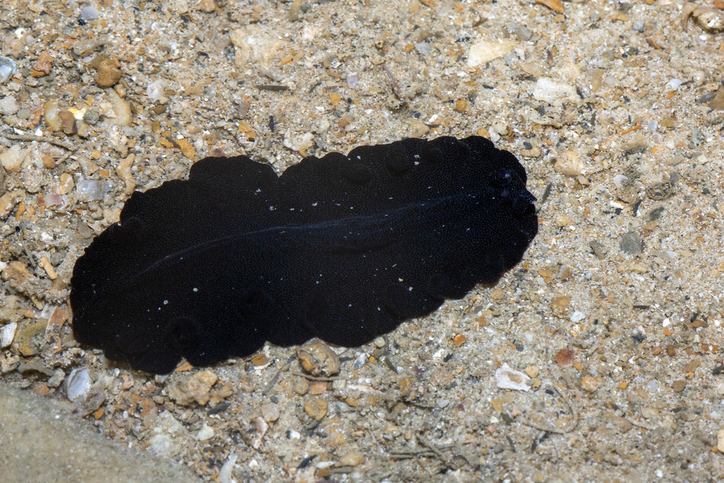 Pseudobiceros bajae