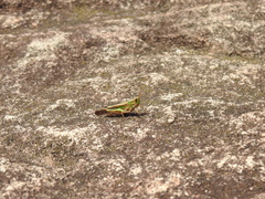 Aiolopus thalassinus