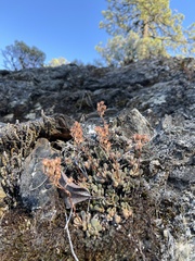 Sedum paradisum