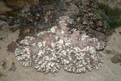 Klyxum