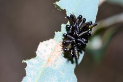 Paropsisterna m-fuscum