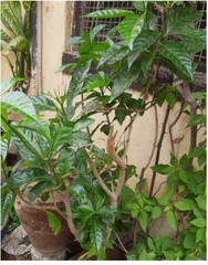 Tabernaemontana divaricata
