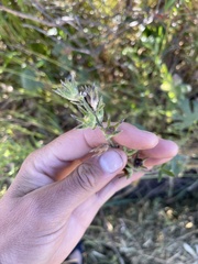 Sidalcea malviflora patula