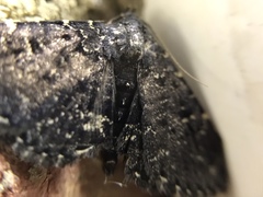 Metalectra tantillus