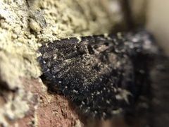 Metalectra tantillus