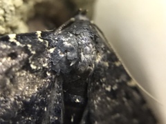 Metalectra tantillus