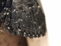 Metalectra tantillus