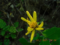 Verbesina pantoptera