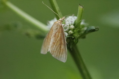 Nascia cilialis