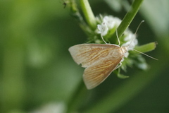 Nascia cilialis
