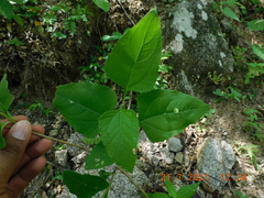 Verbesina pantoptera
