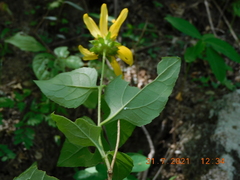 Verbesina pantoptera