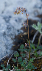 Thalictrum alpinum