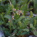 Alpine Meadow-Rue - Photo (c) M. Goff, some rights reserved (CC BY-NC-SA), uploaded by M. Goff