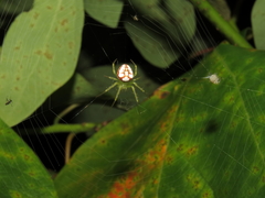 Araneus guttulatus