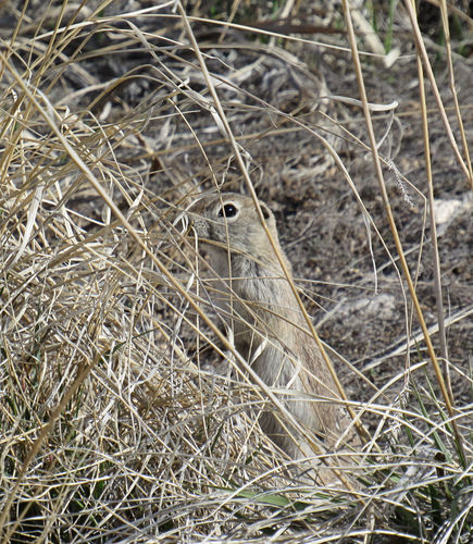 Piute Ground Squirrel