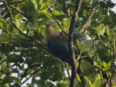 Zanclostomus javanicus