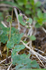 Thalictrum alpinum