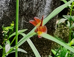Brachythemis contaminata