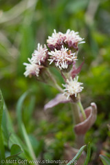 Petasites frigidus