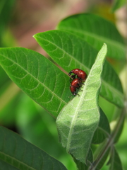 Homoeolabus analis