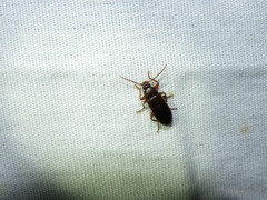 Hymenorus
