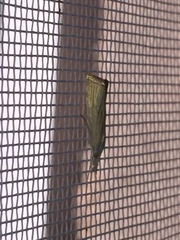 Xanthocrambus delicatellus