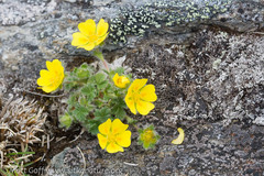 Potentilla × villosula
