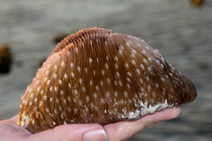 Lobactis scutaria