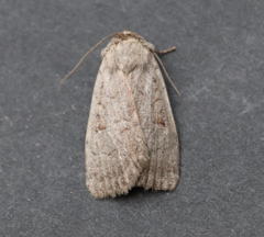 Protolampra rufipectus