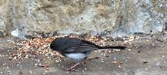 Junco hyemalis carolinensis